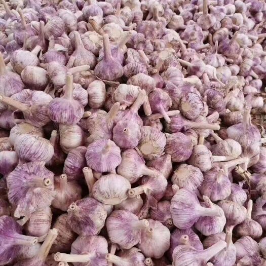 金乡县紫皮蒜  大蒜
