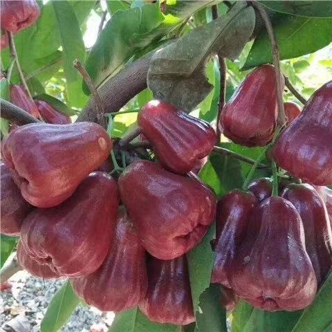  莲雾苗 大叶红 黑金刚莲雾苗