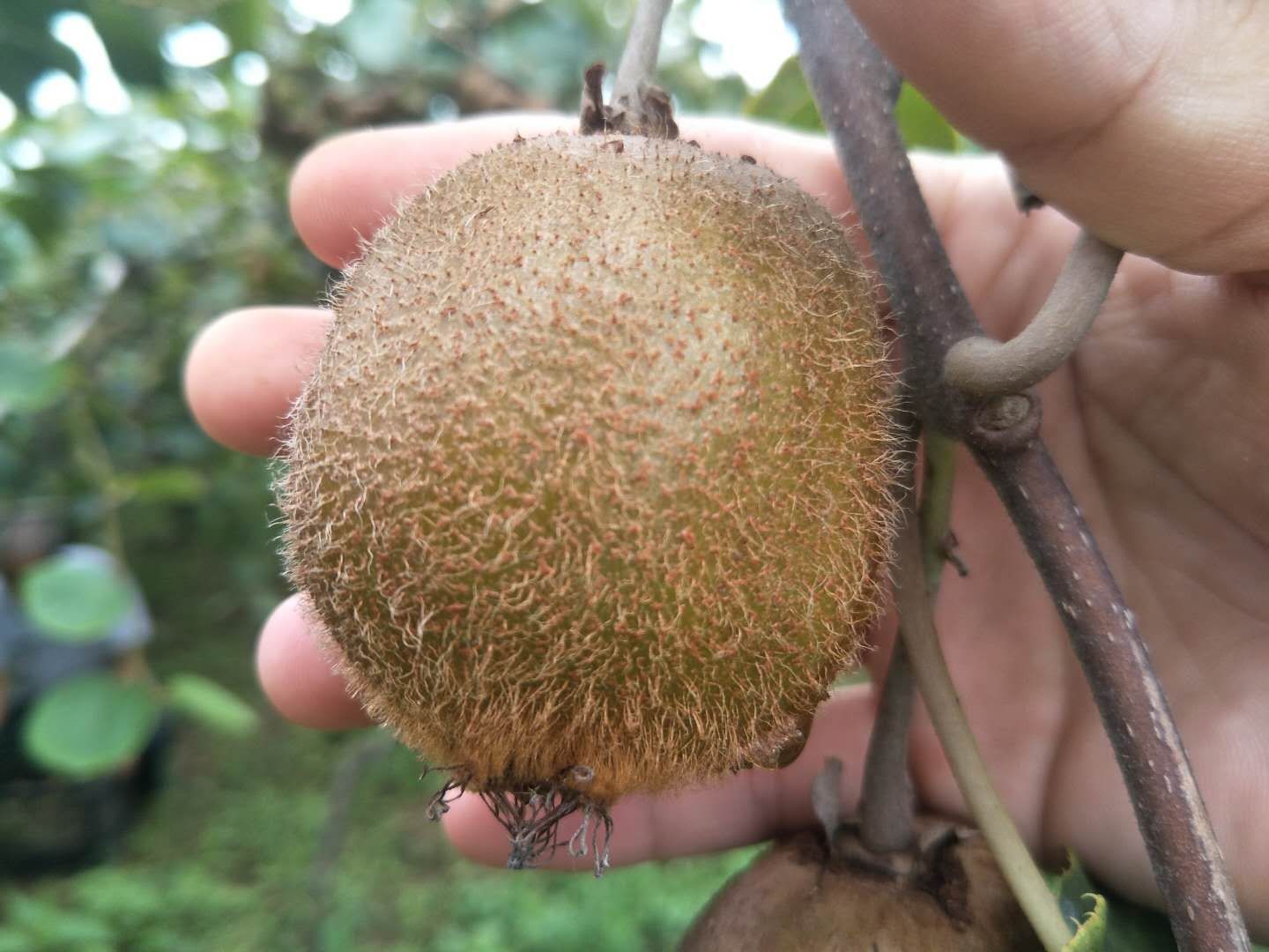 绿心猕猴桃 50克以上