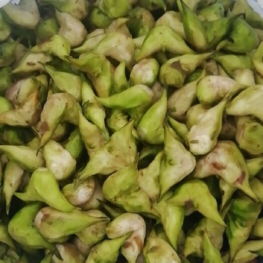 兴化市菱角  长期稳定大量，个头饱满