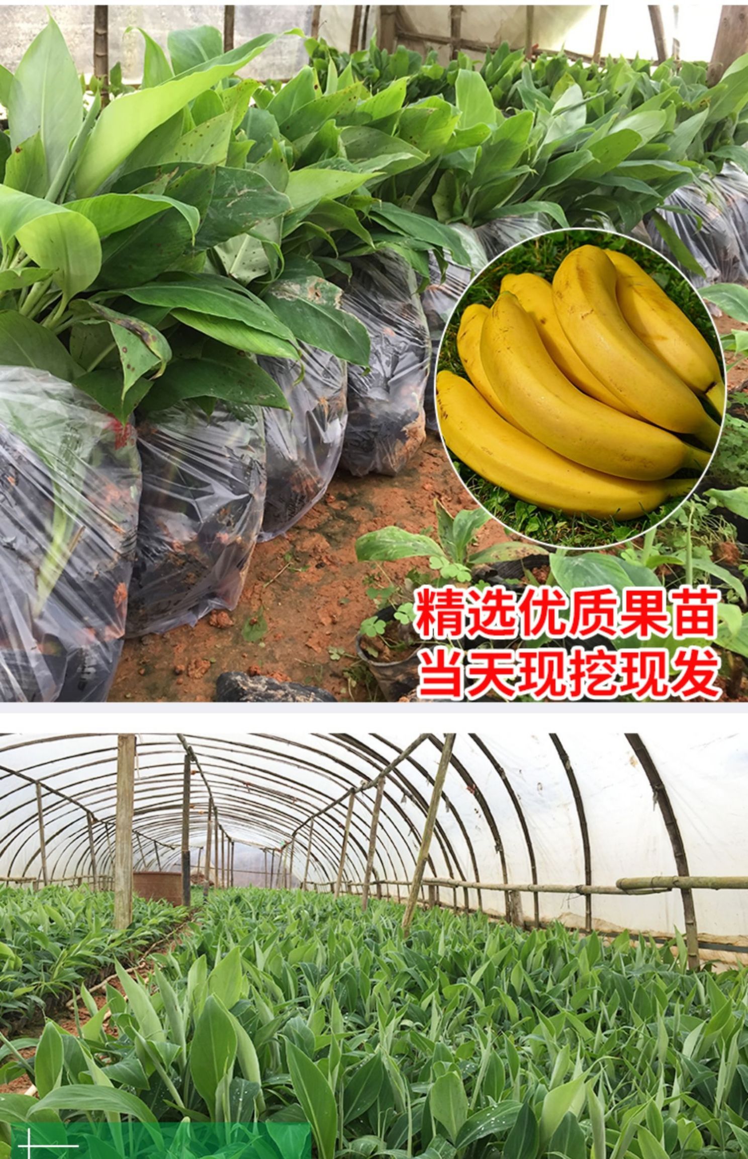 不死苗， 香蕉苗，批发零售