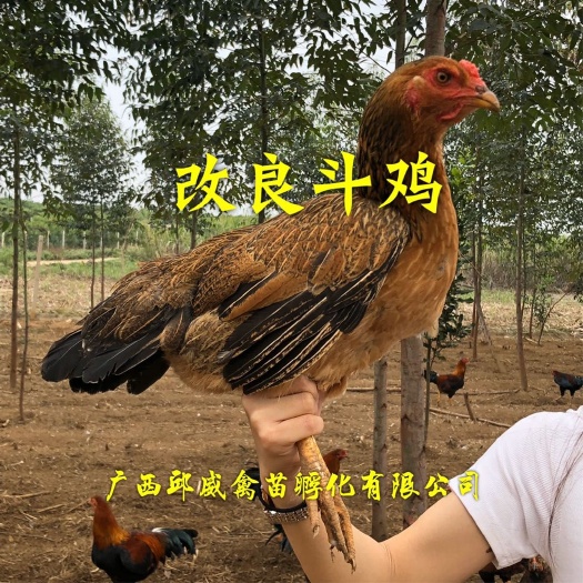 贵阳 改良斗鸡苗，斗鸡苗，良凤花鸡苗，全国发货包打疫苗