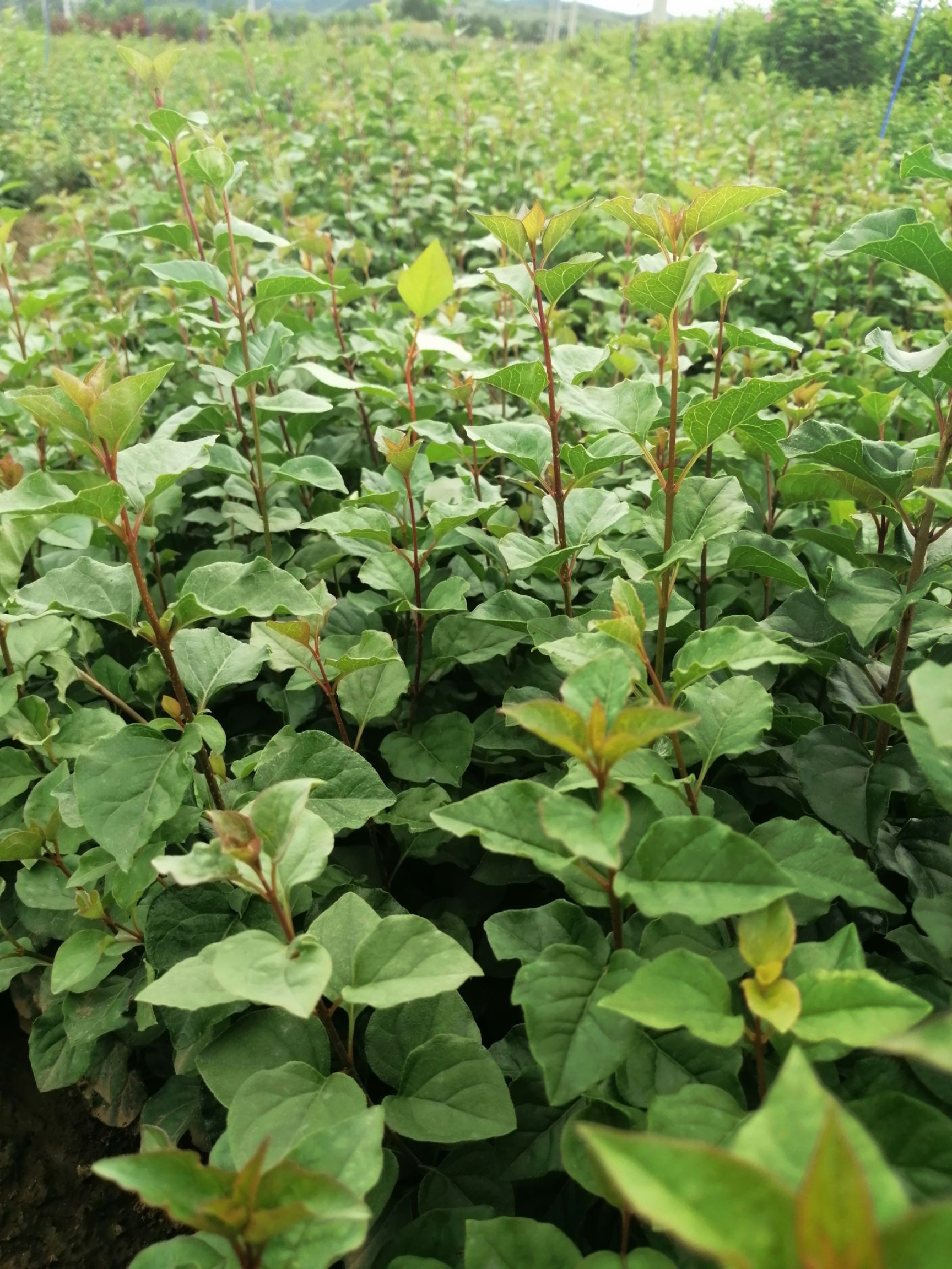  热销品种小叶丁香播种小苗四季丁香播种小苗