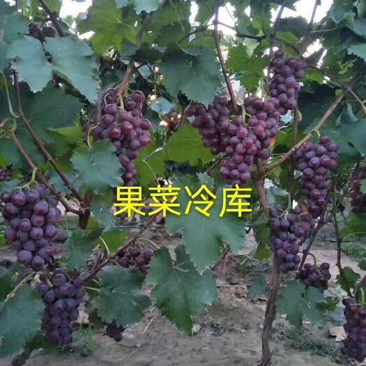 晋州市河北晋州市万亩葡萄基地，果菜冷库，巨峰葡萄。