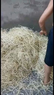 当阳市鱼腥草根  鱼腥草