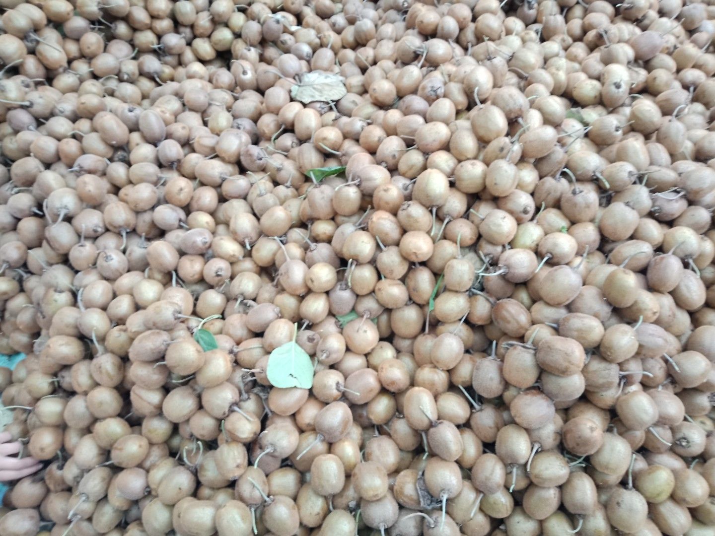 野生猕猴桃  70克以下小弥猴桃！营养维C！日供货1一2万斤