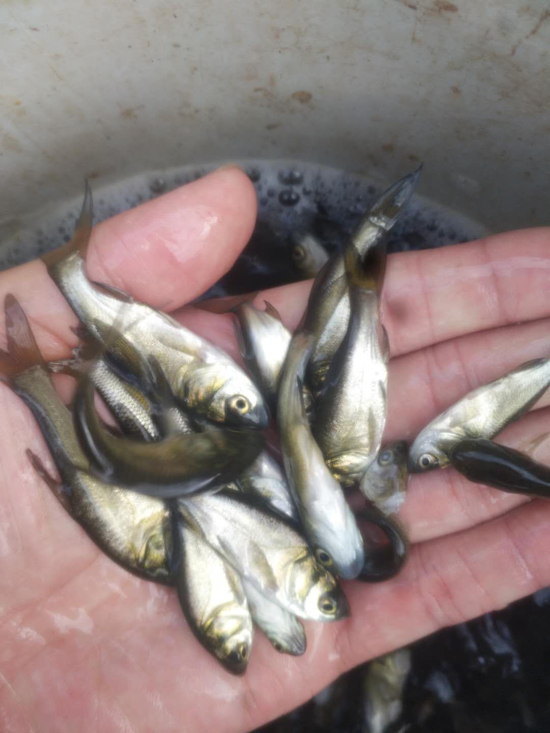 《花白鲢鱼苗》放养水库鱼塘优质白鲢花白鲢鱼苗生存能力强成活高