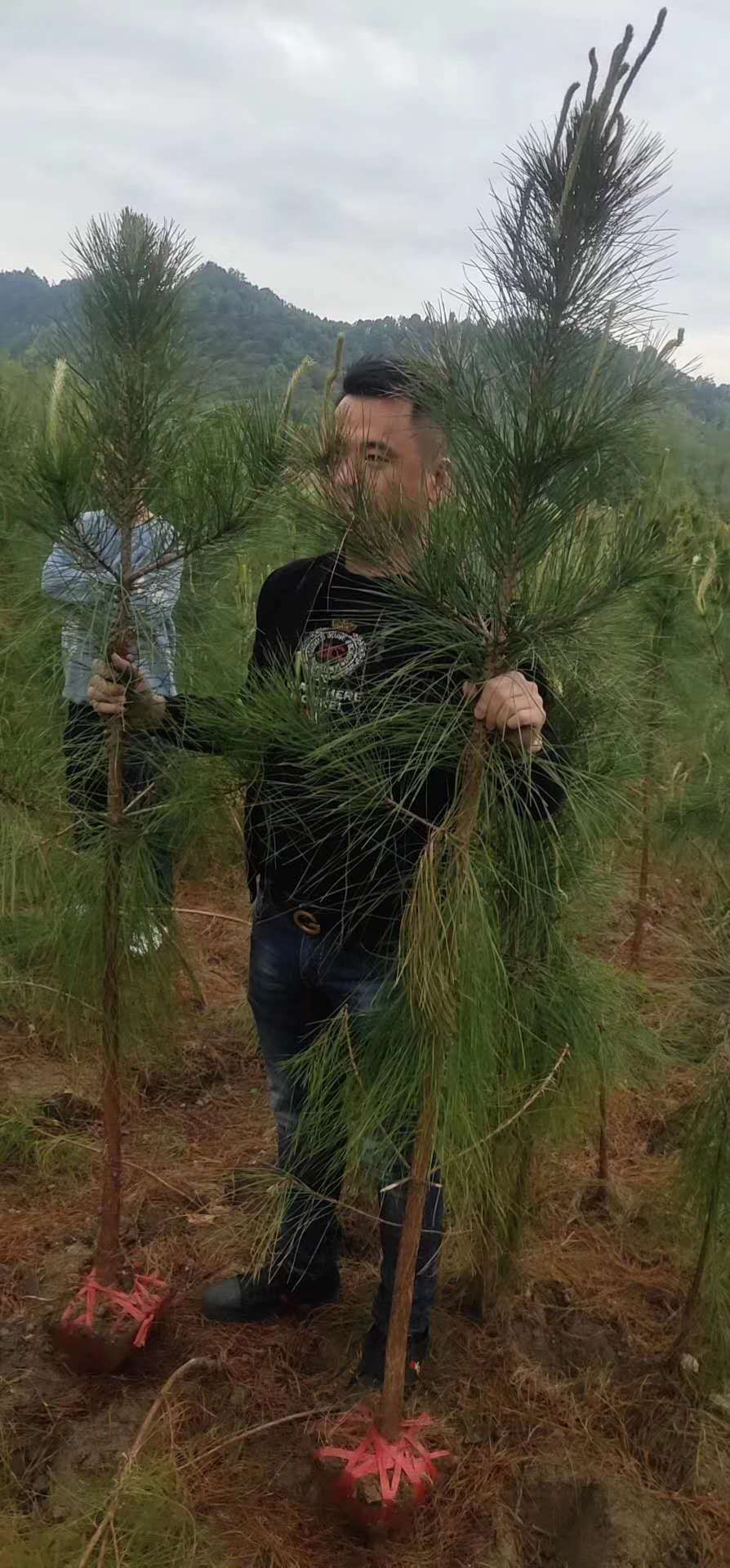  低价出售马尾松