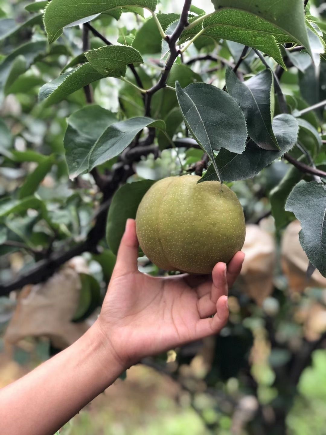  正宗华山梨，糖度高，皮薄，口感脆甜多汁，无渣。