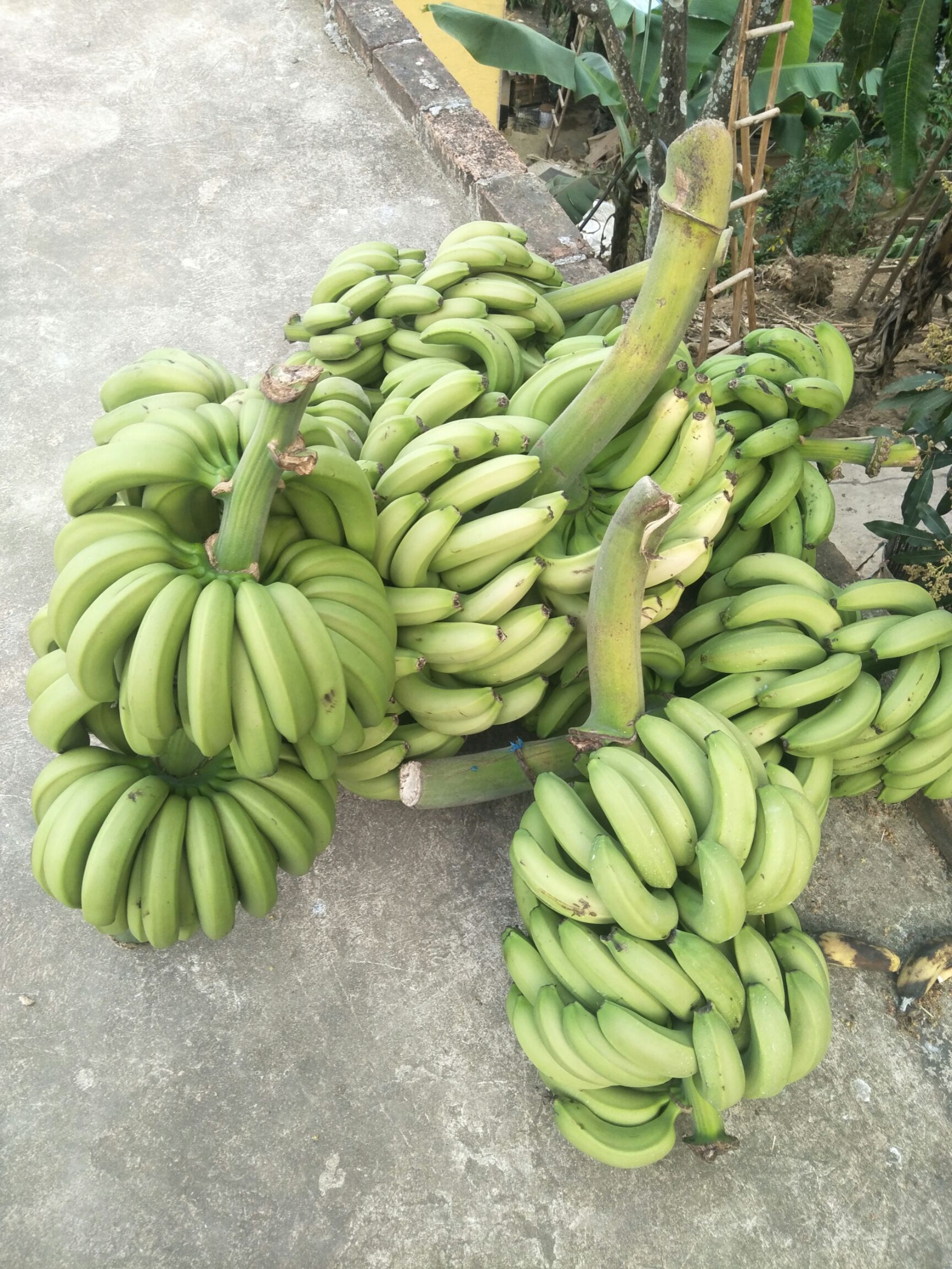 云南红河香蕉 产地直销