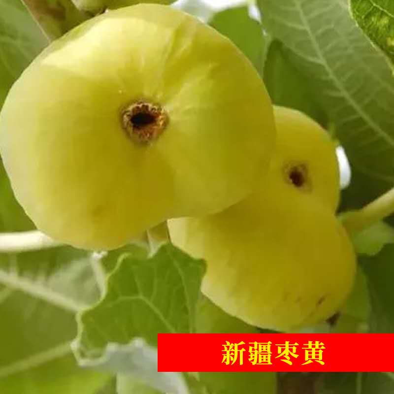 波姬红无花果苗  无花果苗波姬红布兰瑞克紫果青皮新疆枣黄品种多多量大从优