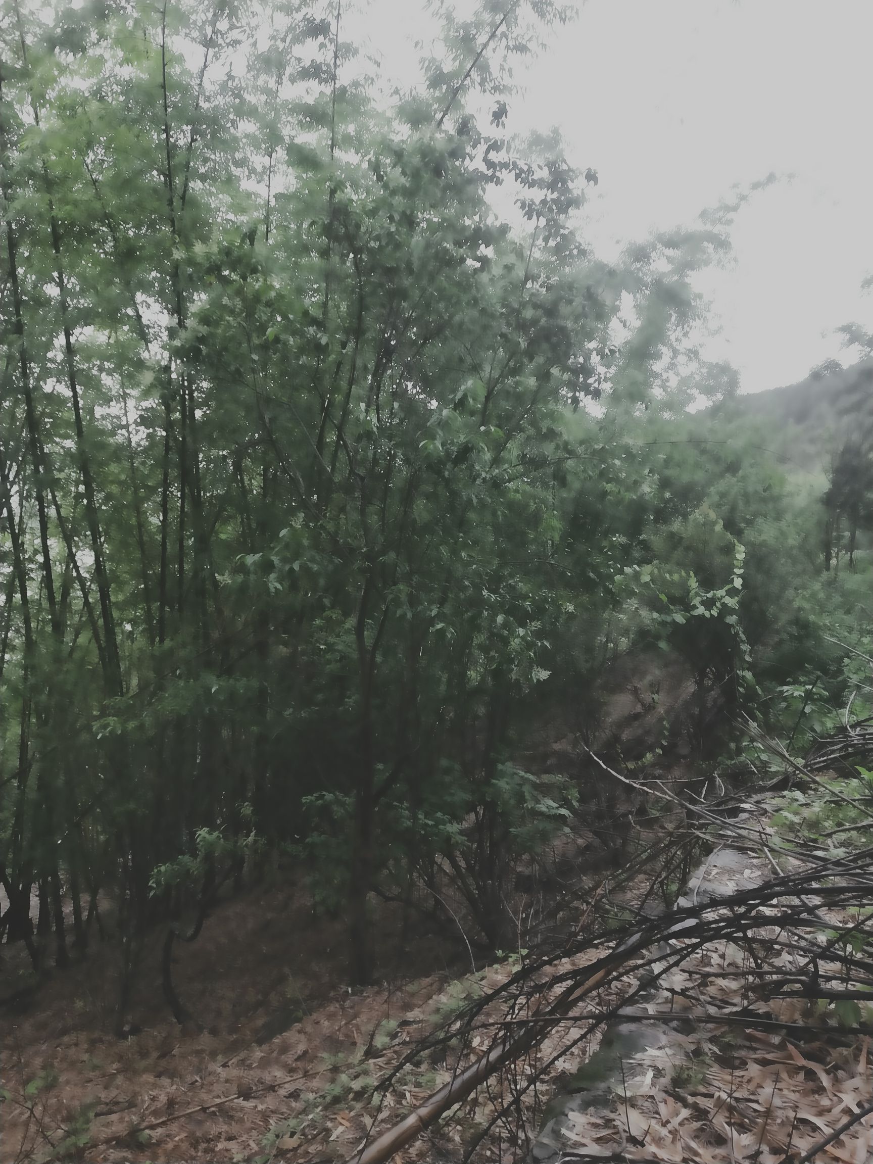 苦竹 大龙竹，数量在10000棵左右，欢迎采购