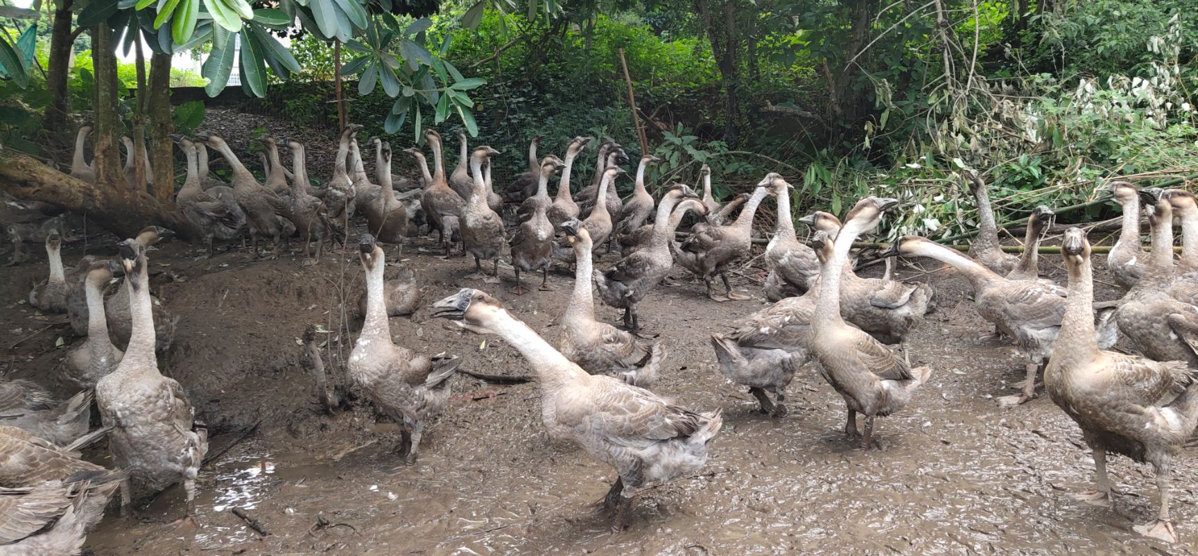  狮头鹅 合浦灰狮鹅