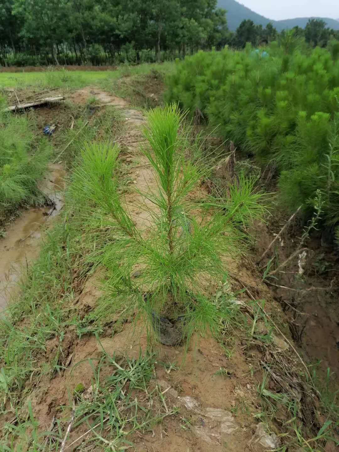  低价出售马尾松