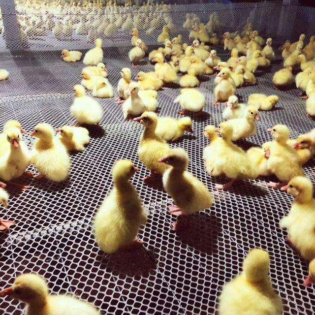 白鹅苗  浙东鹅苗，品质优良，包打疫苗，能长到八斤左右