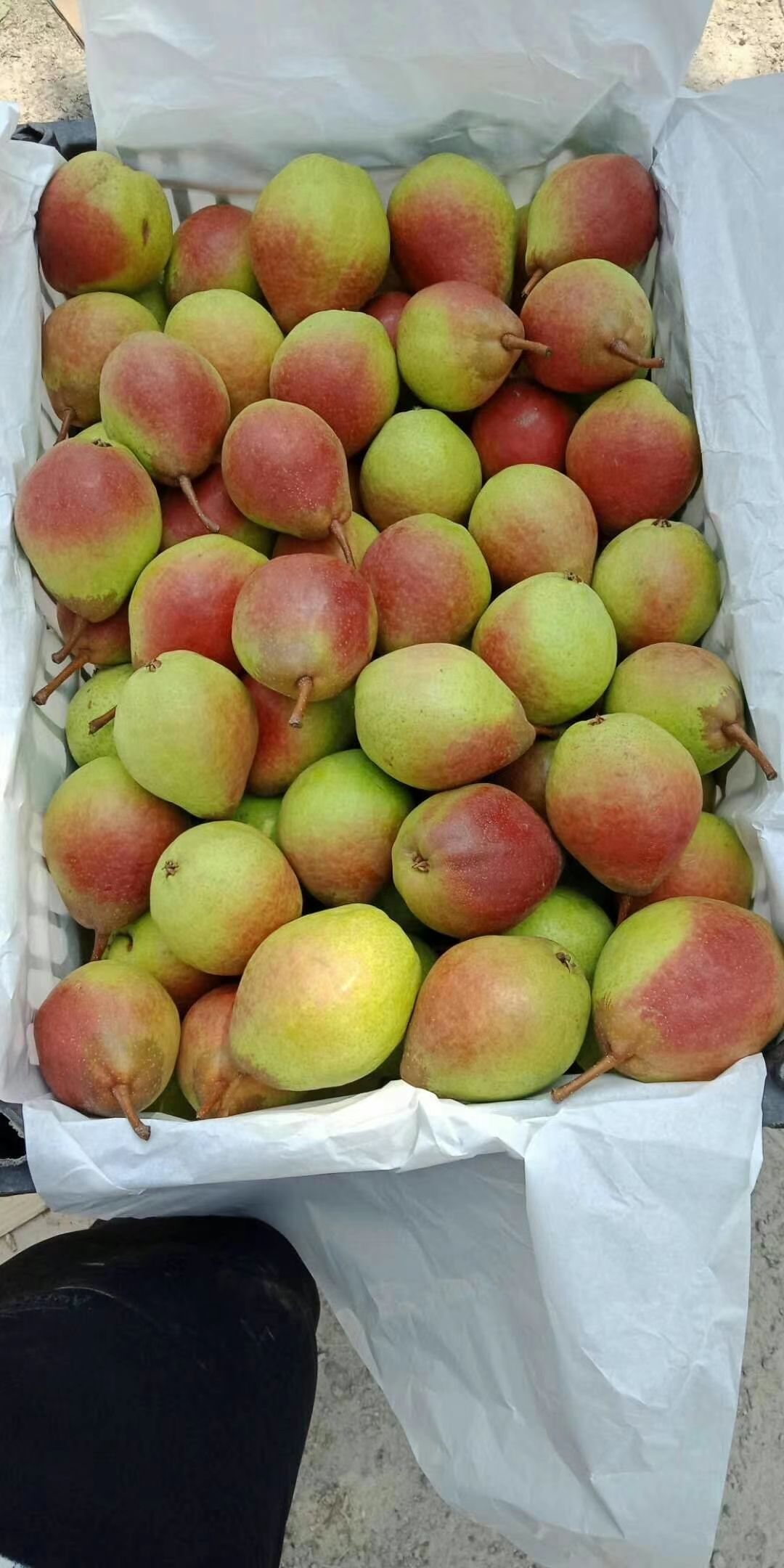 北镇特产八月红梨色泽好 口感好