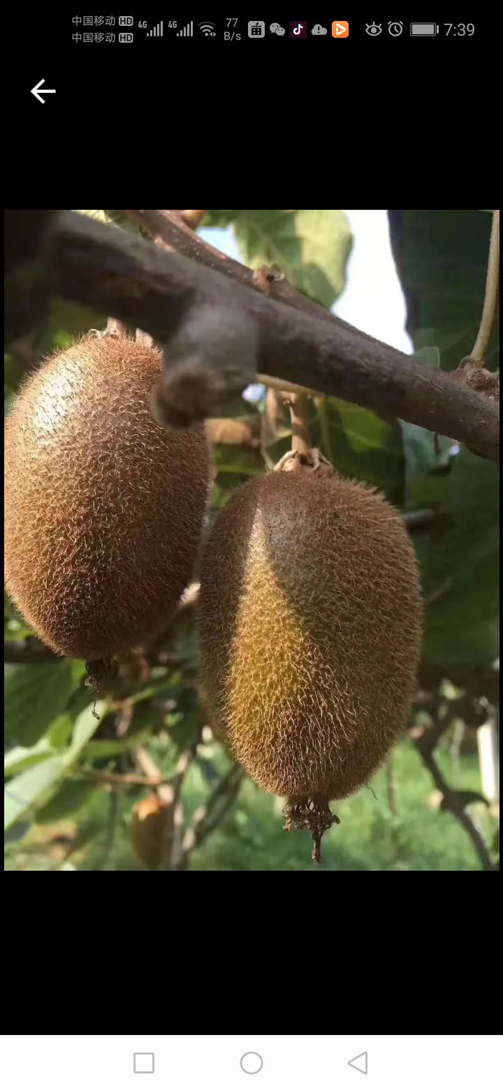  周至县翠香猕猴桃，徐香猕猴桃