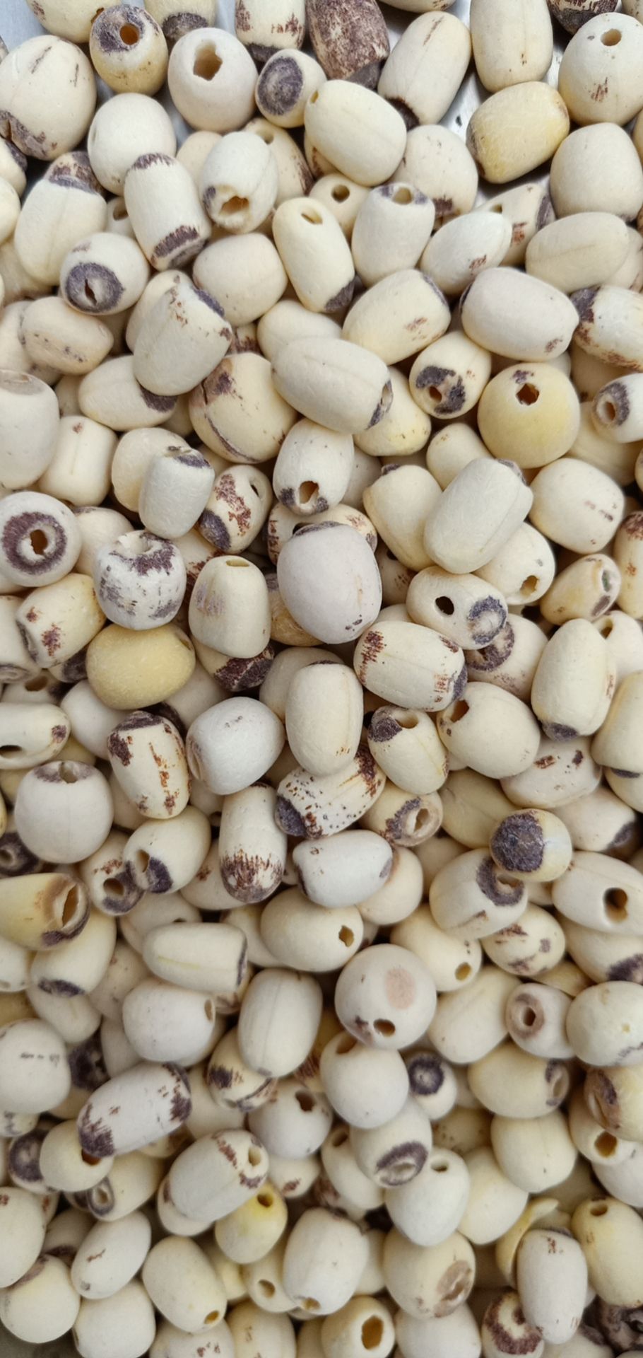 白莲子，抽心白莲子 实心白莲子