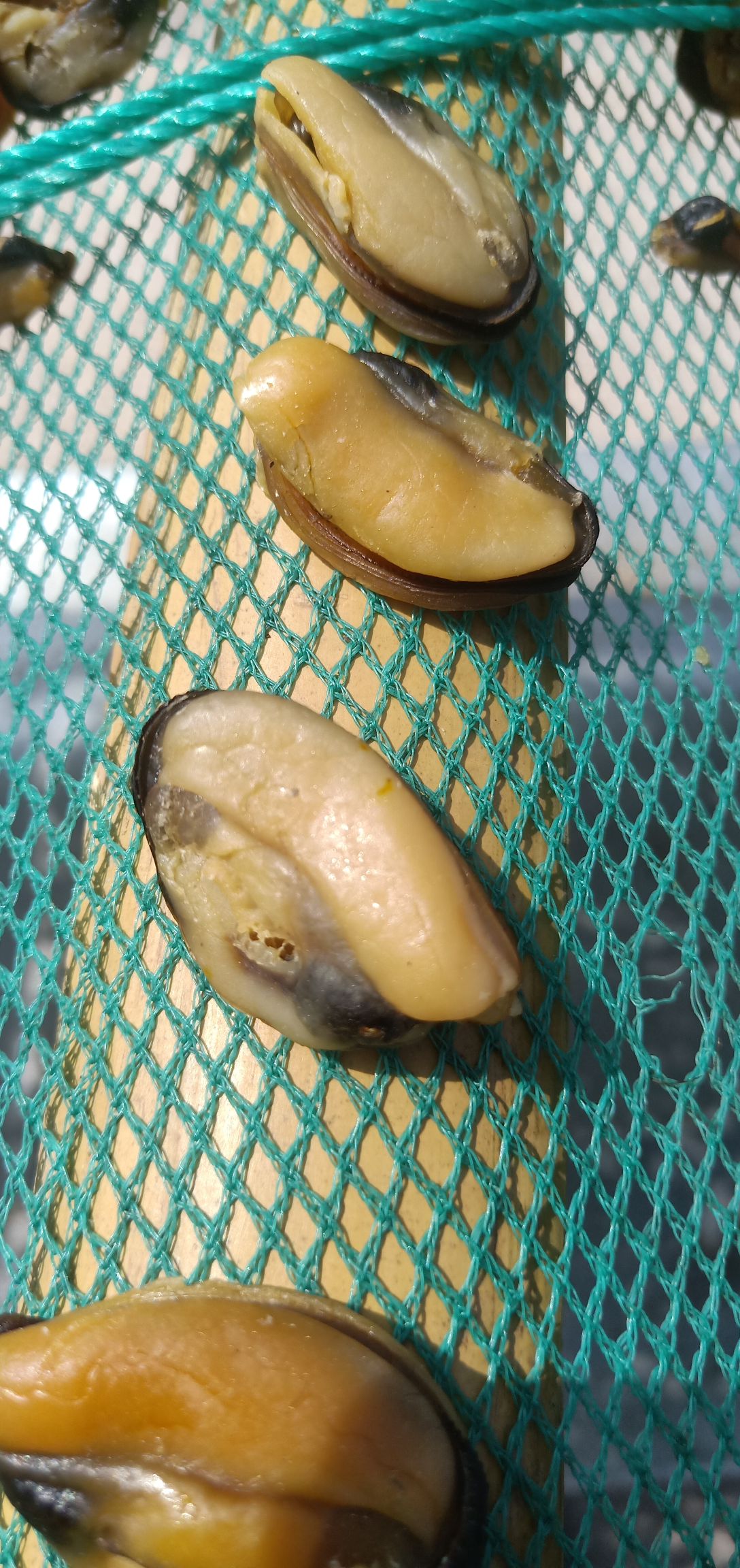 海鲜礼盒装  黑口贝蓝口贝青

嵊泗枸杞大海虹黑口贝蓝口贝