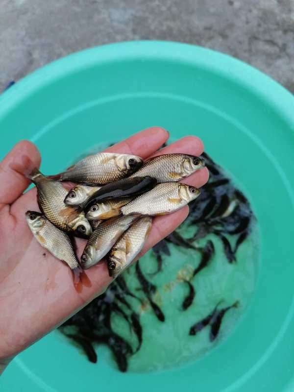 鲤鱼苗 杂交优质鲤鱼苗 优质苗种 提供养殖技术包运输下塘