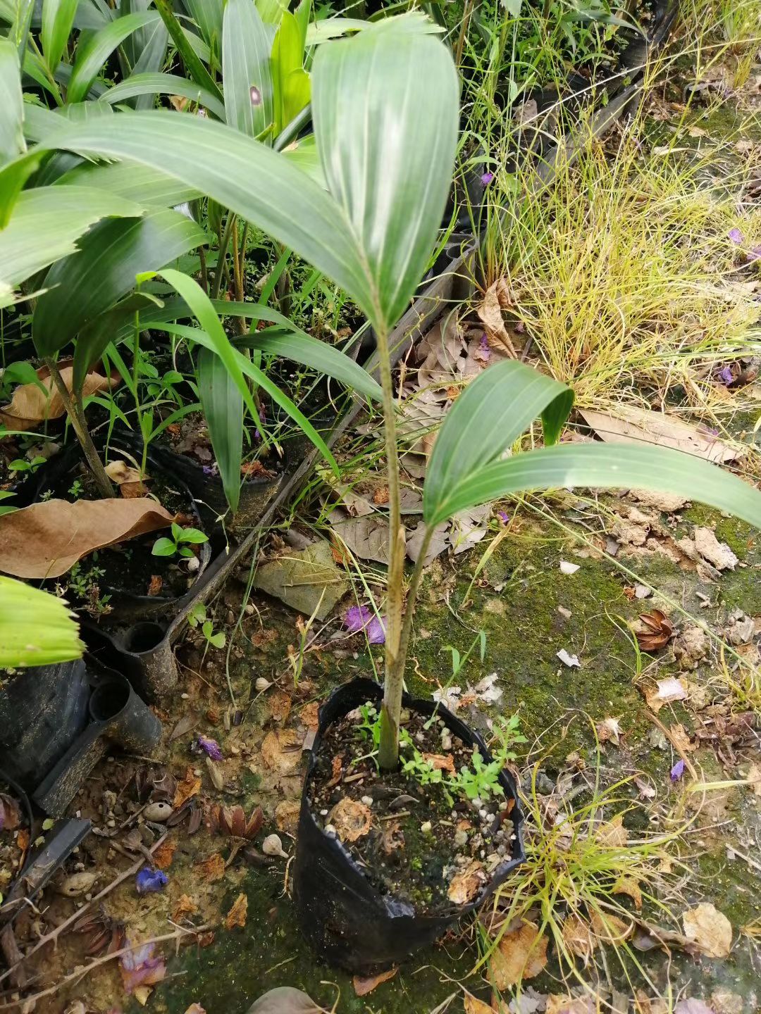 佛山 棕櫚科種苗狐尾椰子苗
