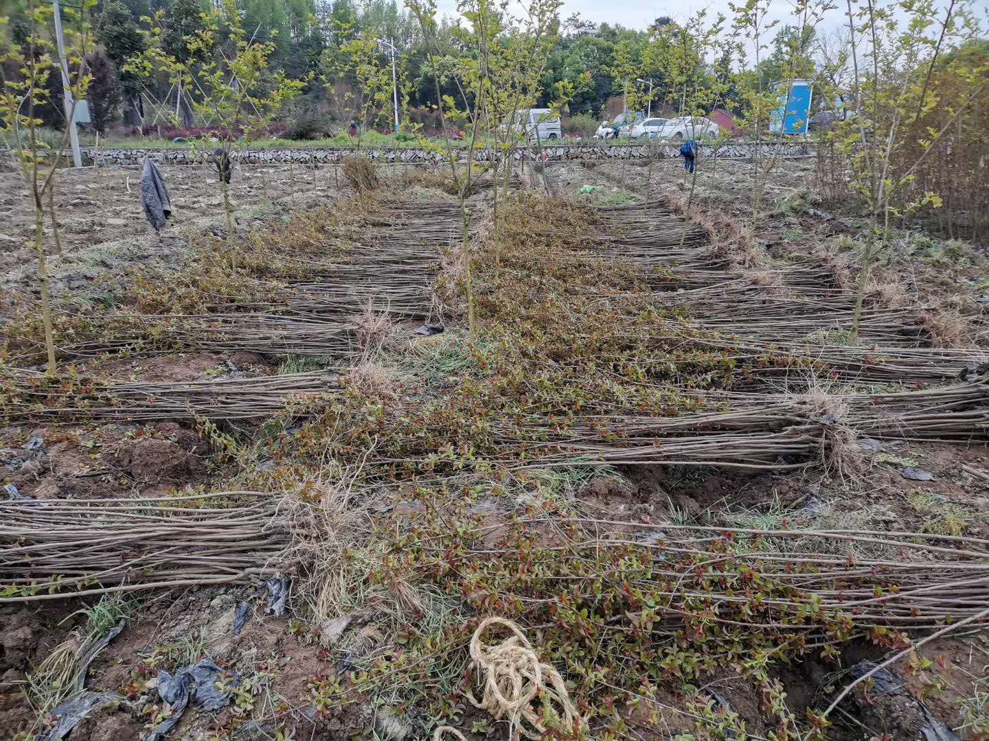  哪里的紫薇最好卖