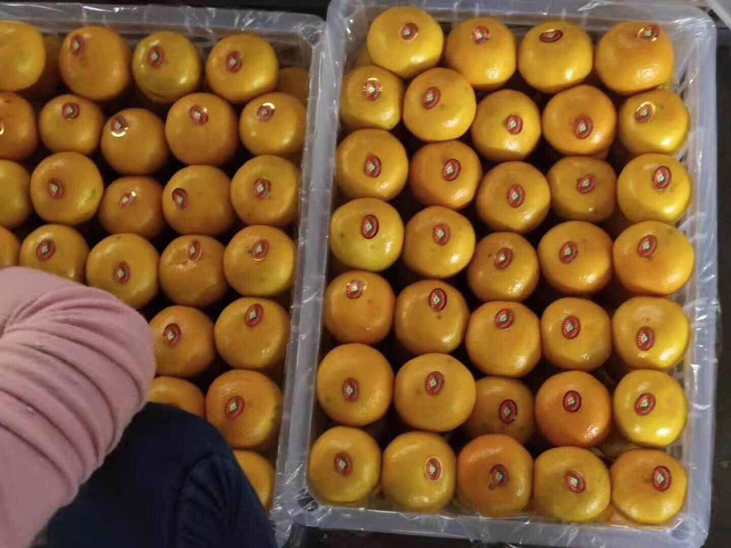 特早蜜桔 特早蜜橘，产地直发，诚信经营