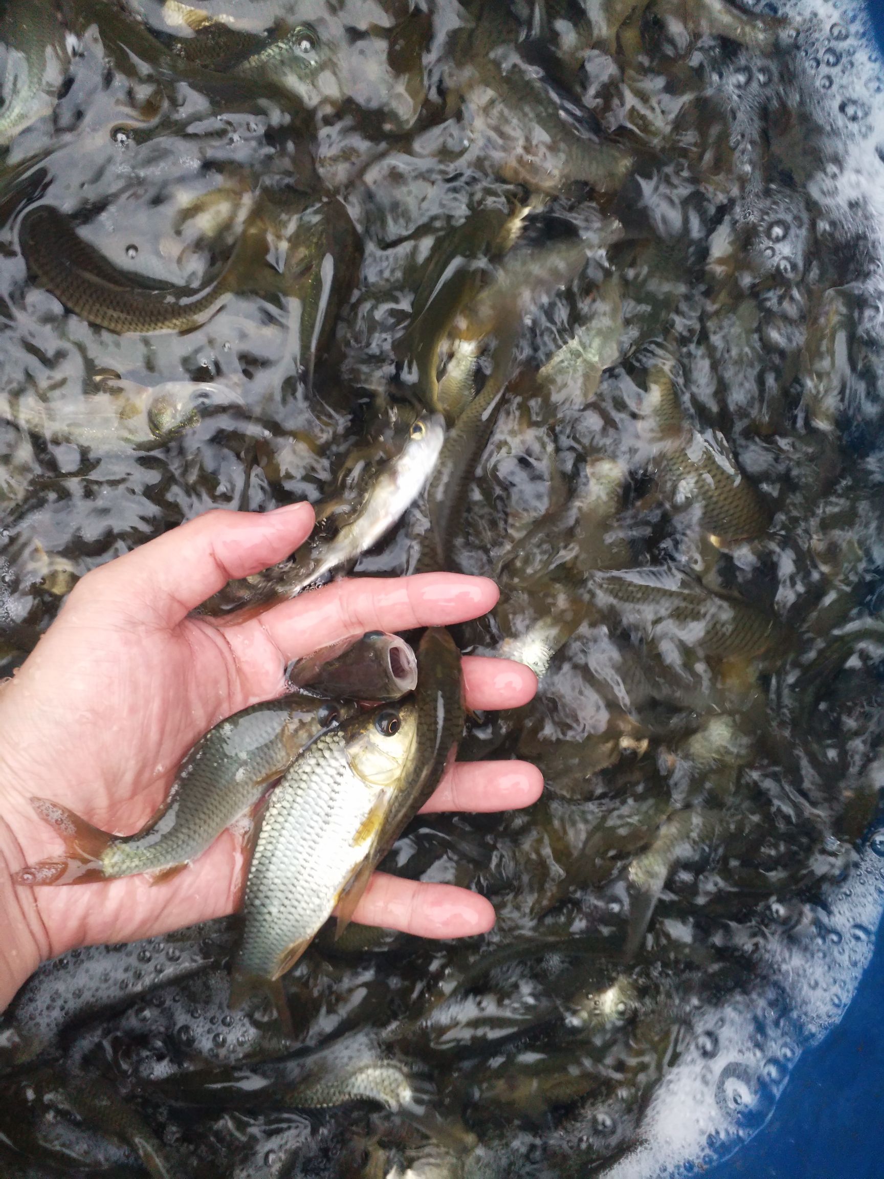 热销贵州鲤鱼苗 杂交优质鲤鱼苗 提供养殖技术包运输货到付款。