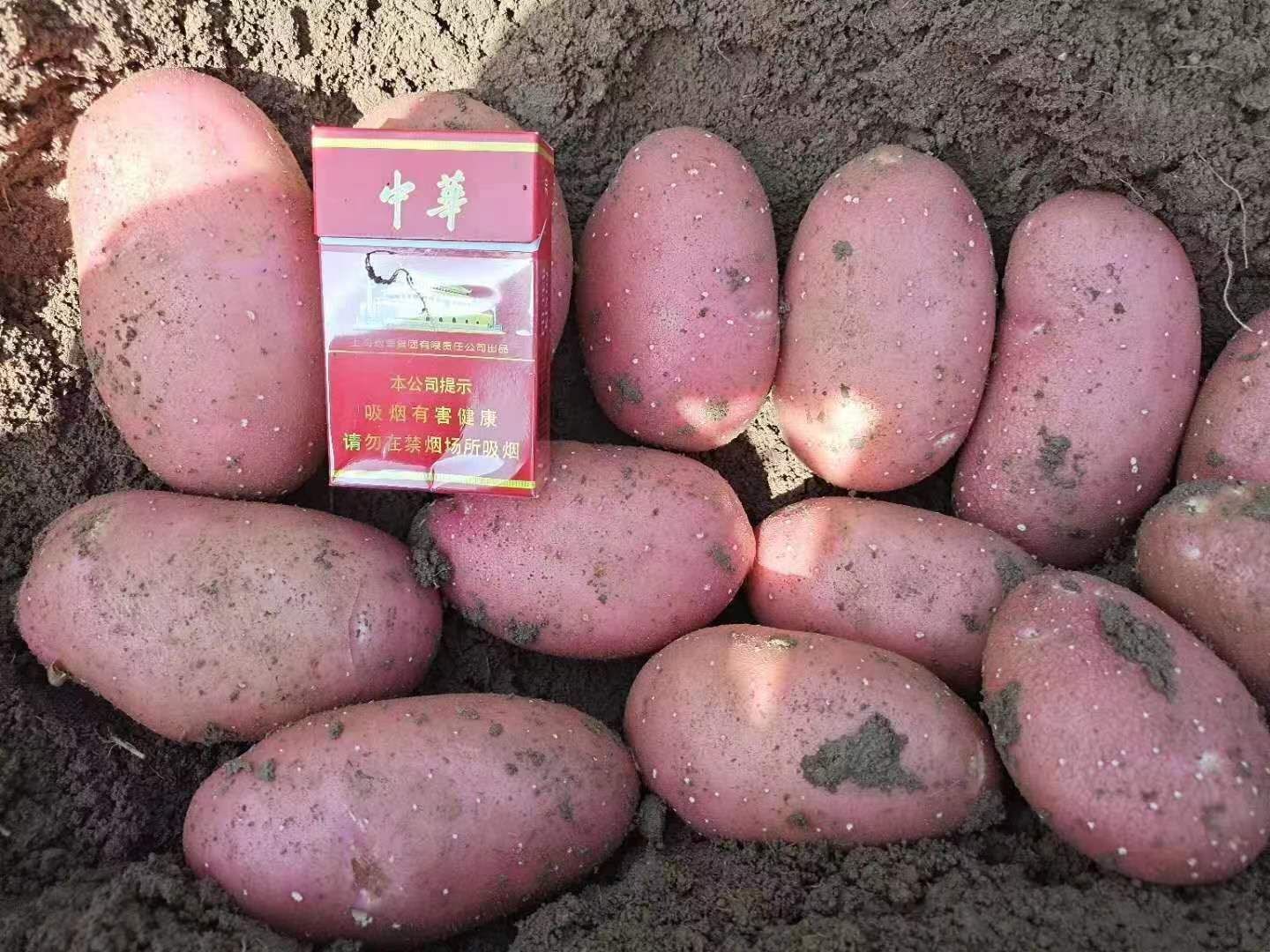 土豆，雪川土豆 大量供应，产地直发，全国发货，可视频看货