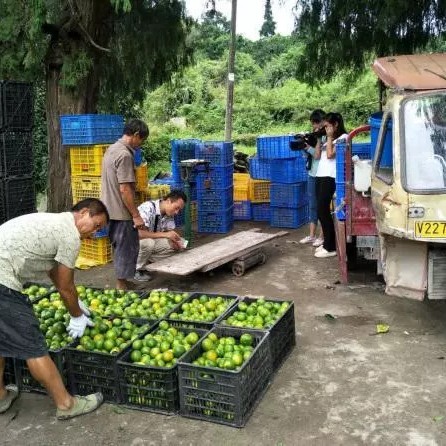 三都㓇屯无籽蜜桔当季新鲜水果现摘现卖5斤包邮爽口薄皮橘子