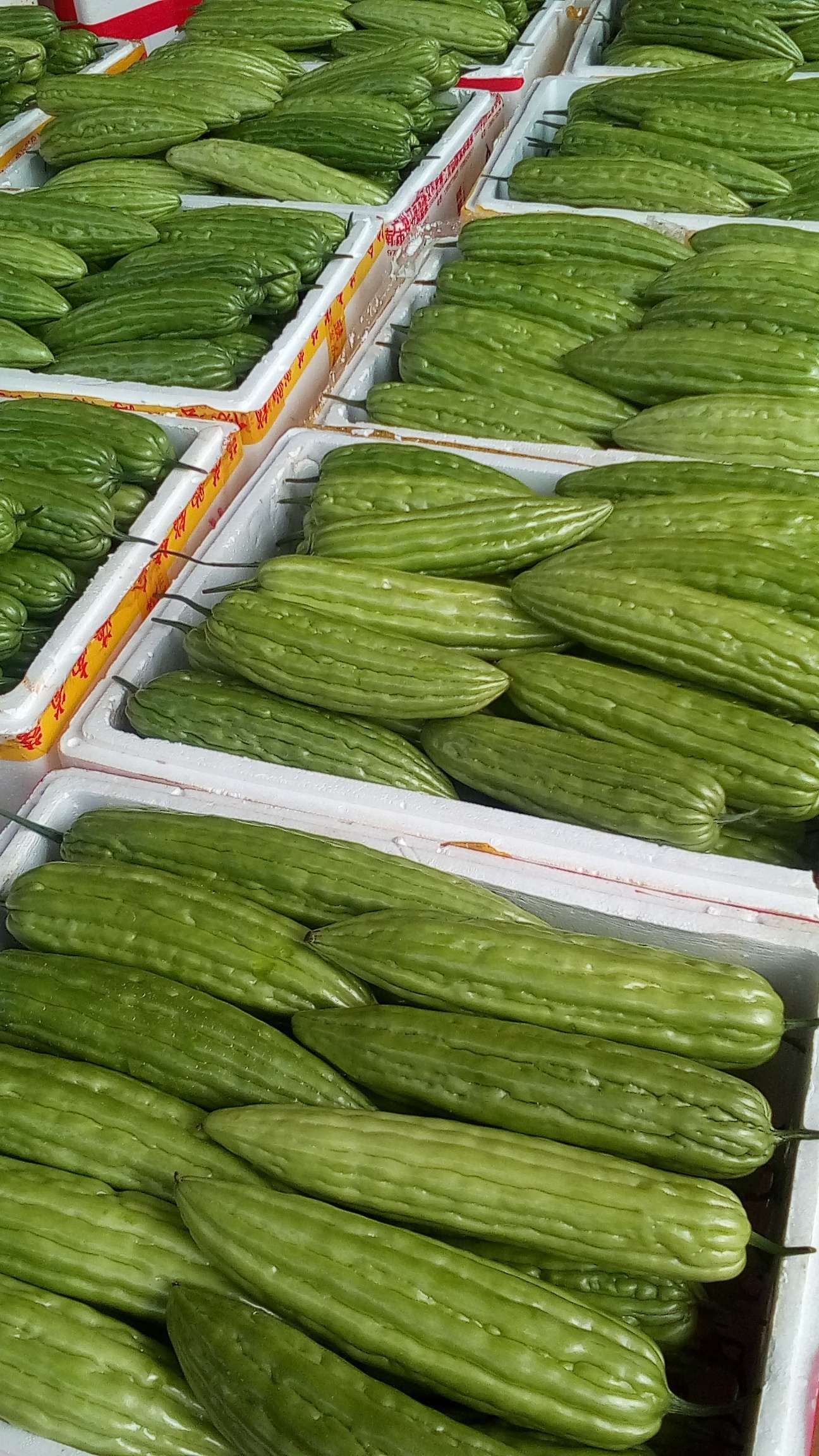 绿苦瓜  苦瓜产地直销，当天摘当天发货