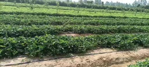  牛奶草莓苗