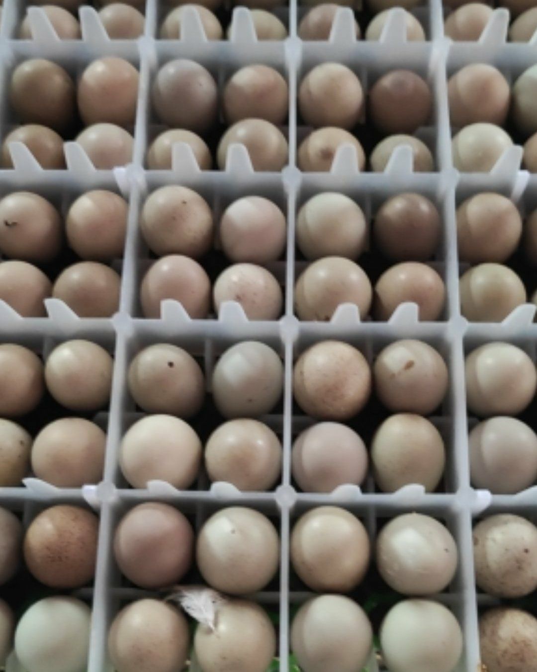  怀化通道芦丁鸡养殖场