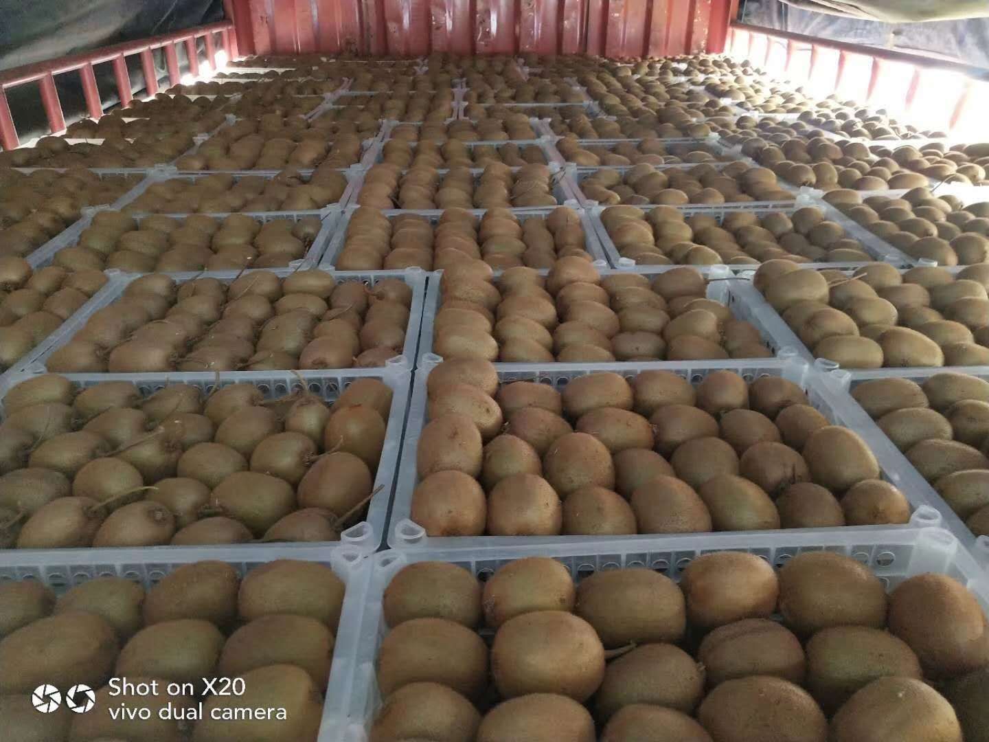 海沃德猕猴桃  宝鸡眉县海沃得弥猴桃质量上乘