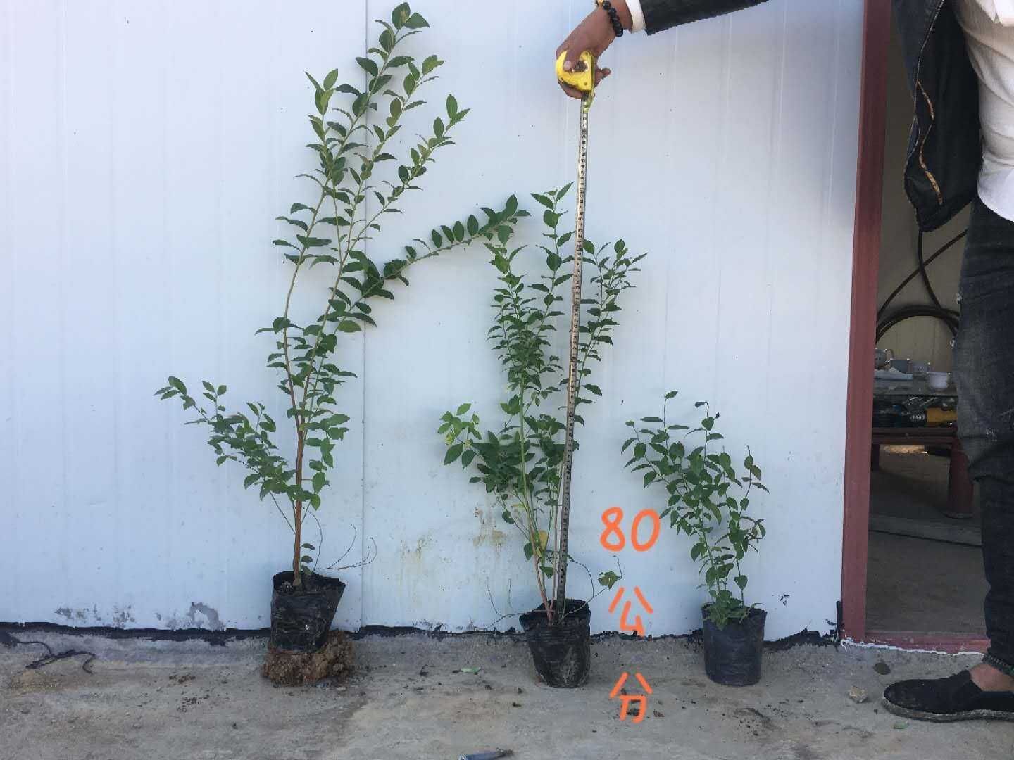 薄雾蓝莓苗  蓝莓苗培育基地品种全质量保证