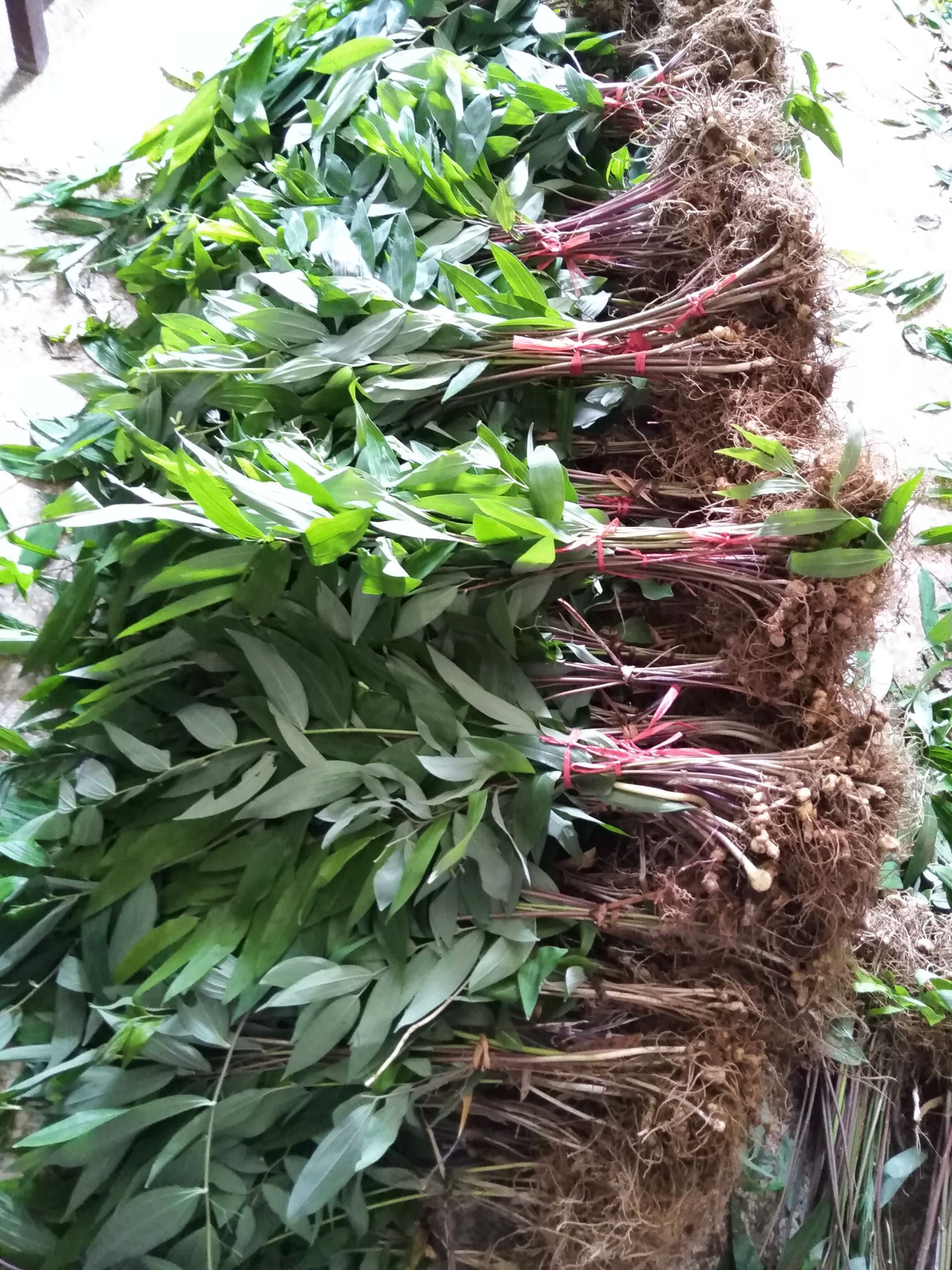 黄精种苗，多花黄精倒苗品种