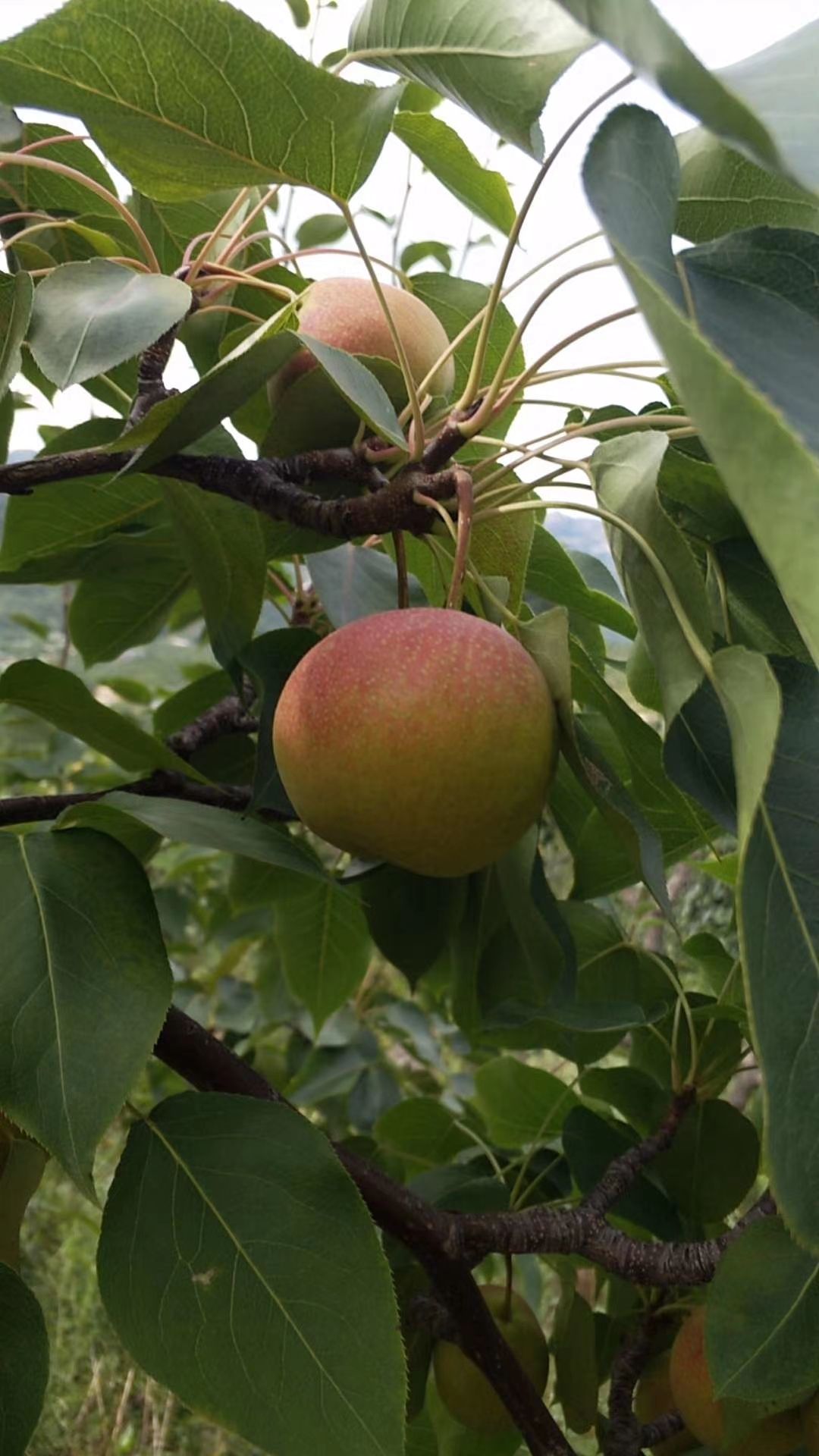 北镇特产纯山坡南国梨