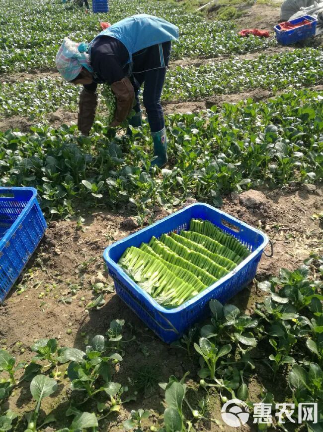 广东菜心 新鲜蔬菜基地供应，量大从优！优质菜心看过来