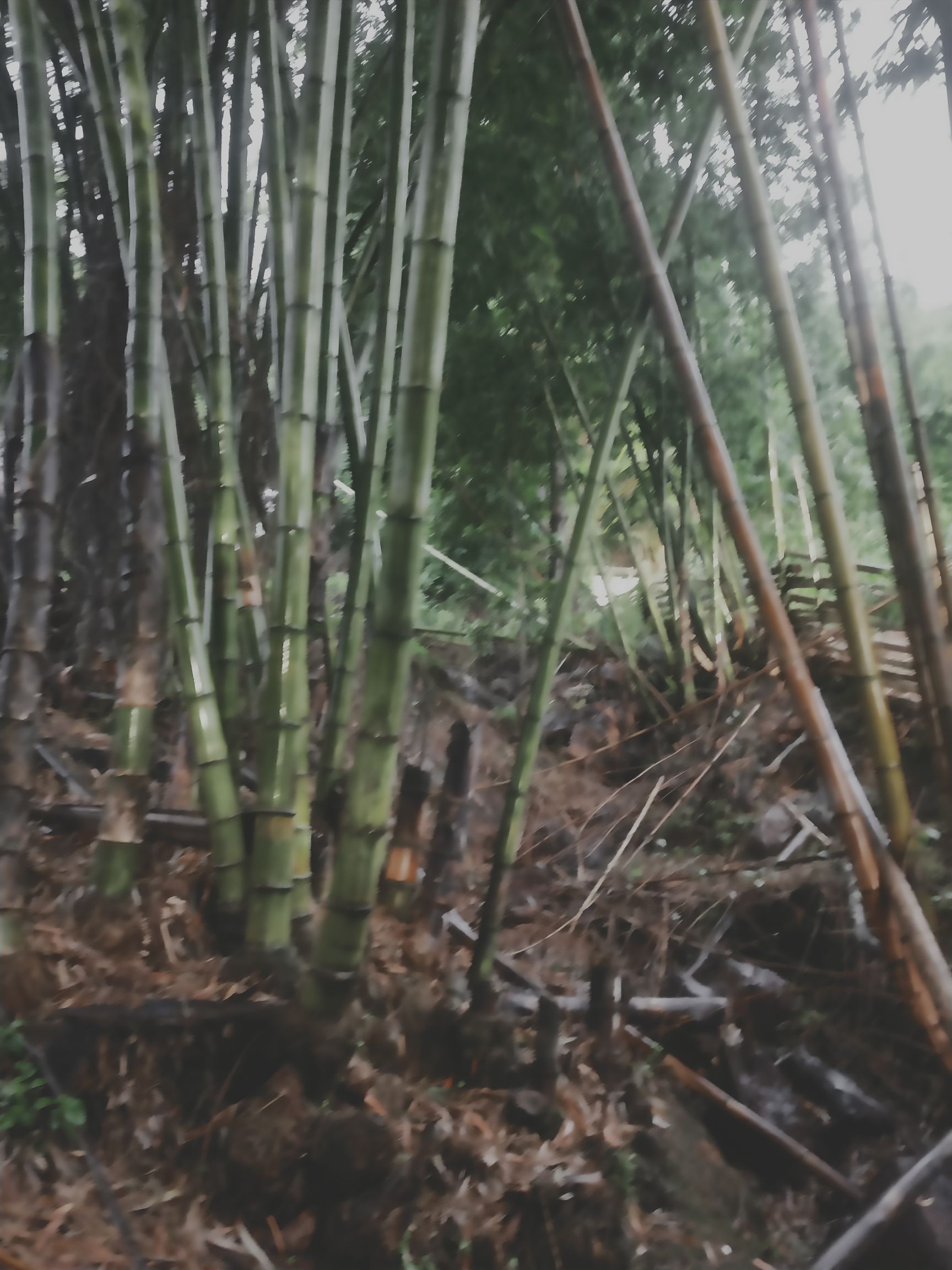 苦竹 大龙竹，数量在10000棵左右，欢迎采购
