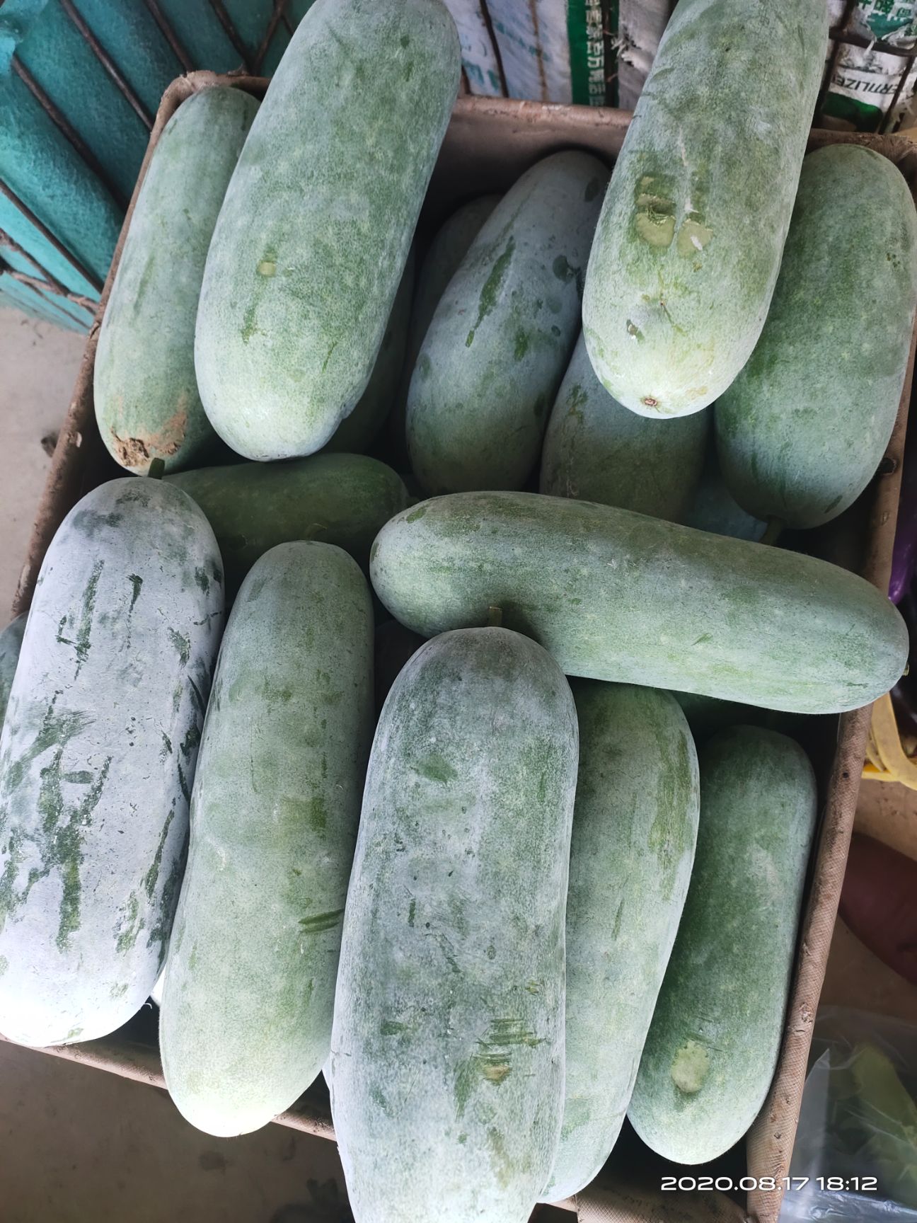 吊冬瓜 2~6斤 吊冬瓜