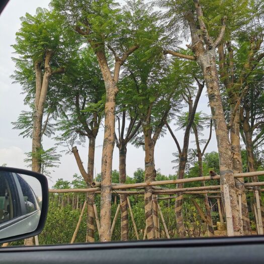 普宁市 蓝花楹