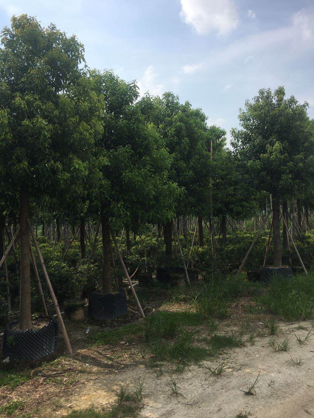  香樟15分~18分，冠幅2米~3米