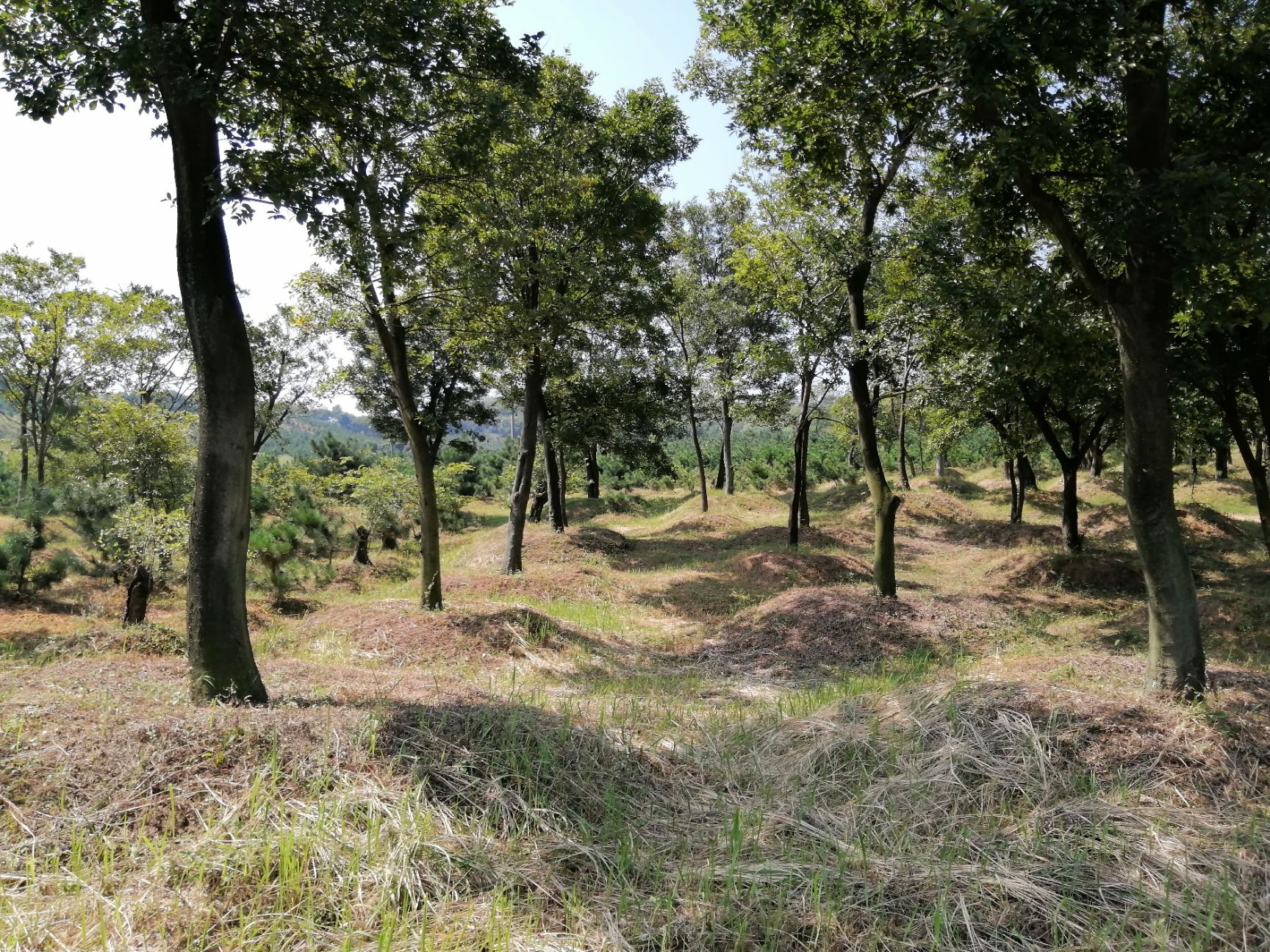 挖树机 挖掘机适合苗木翻土吊装