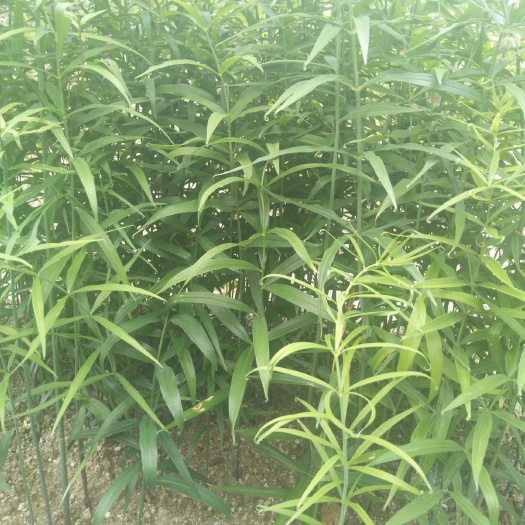 黄精种苗，鸡头黄精大黄精苗。