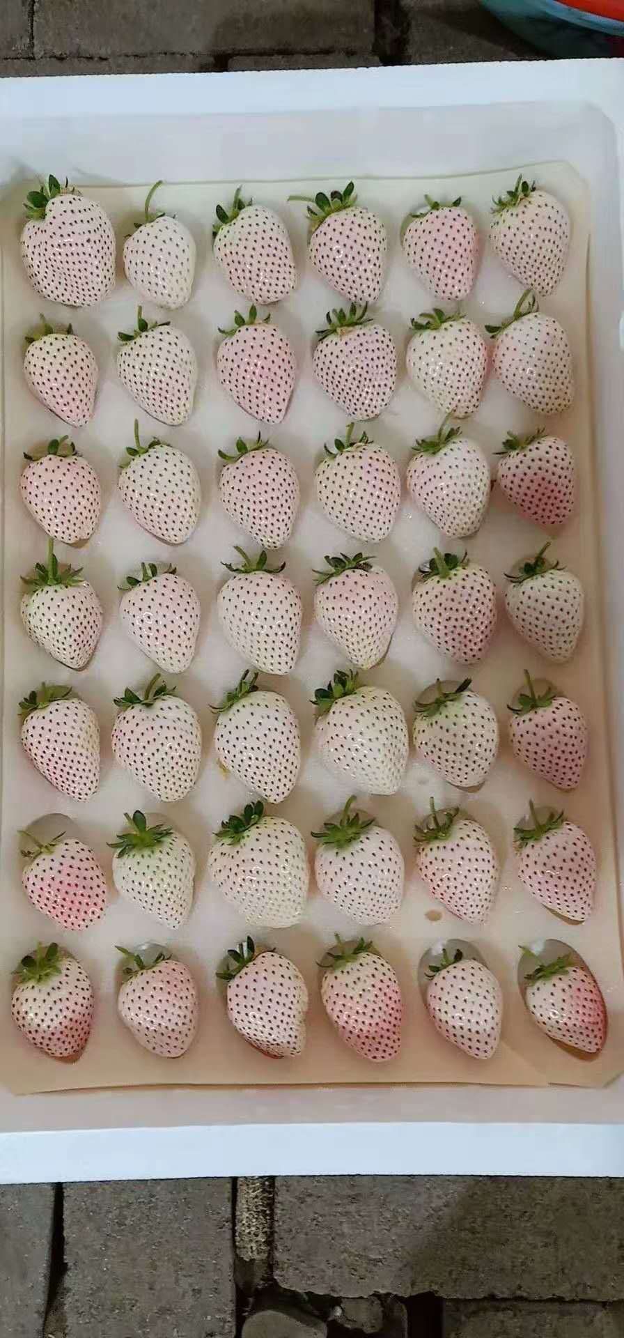 小白草莓苗 小白草莓，日本淡雪，白雪公主