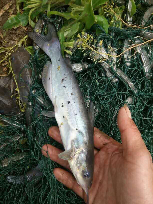 鱼苗 叉尾鮰鱼苗又名钳鱼苗 基地直供 提供技术指导 包运输