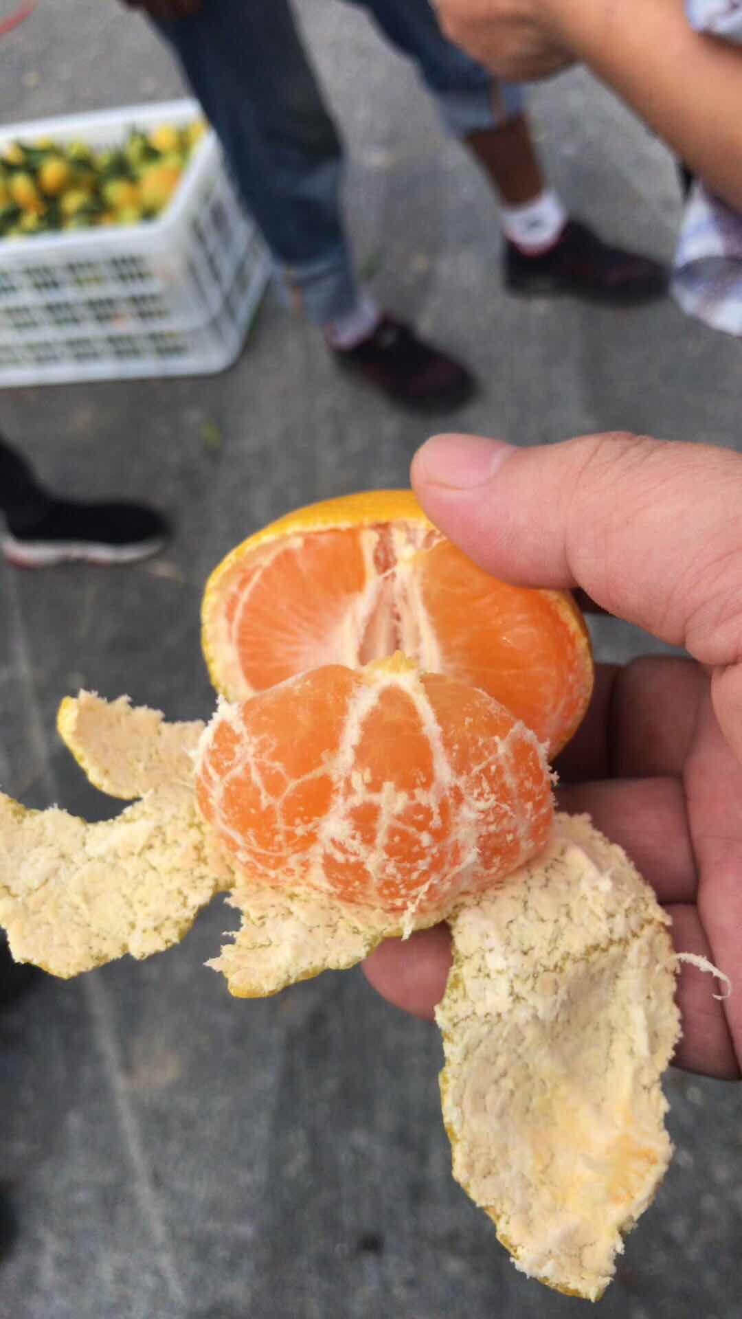 宜昌蜜桔 宜昌蜜橘，质优价廉，品质保证