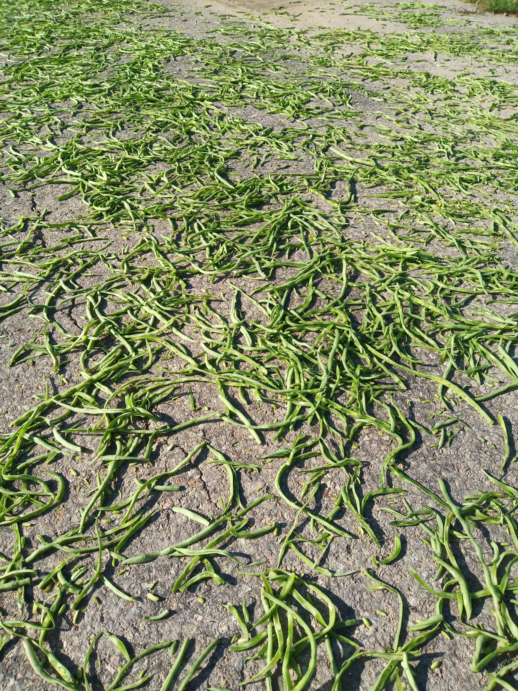  常年批发豆角丝