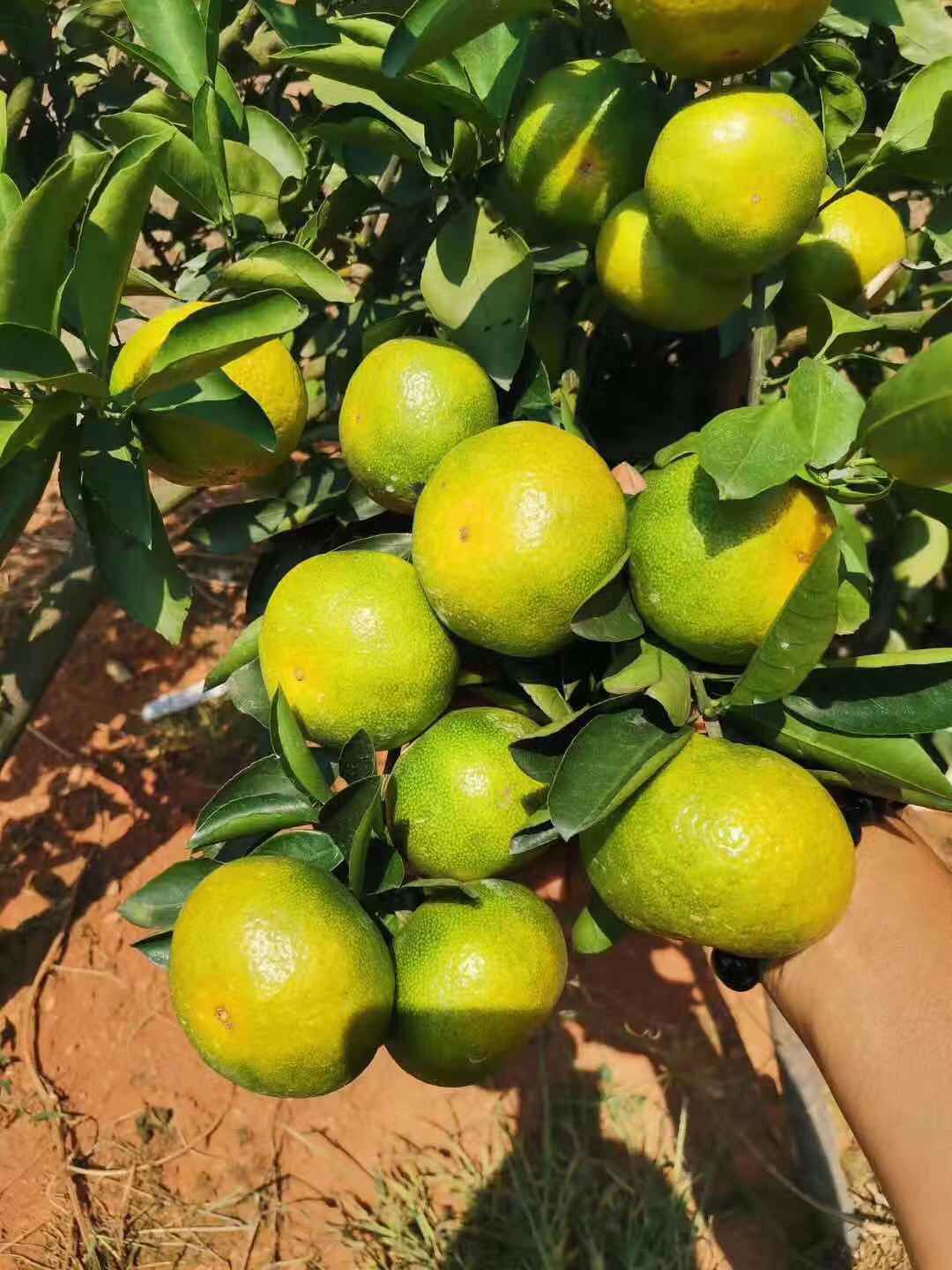 特早蜜桔 诚信为先，质量保证