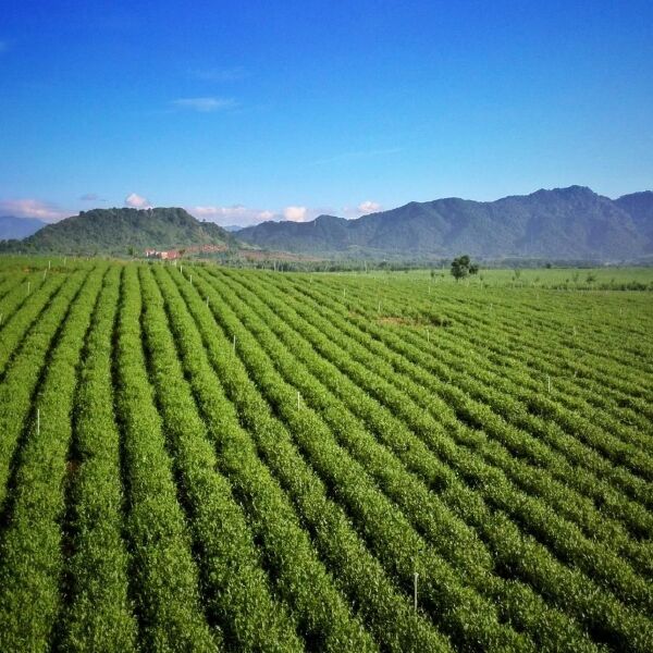  十二号红茶散茶大量批发零售 韶逸红茶叶自产自销